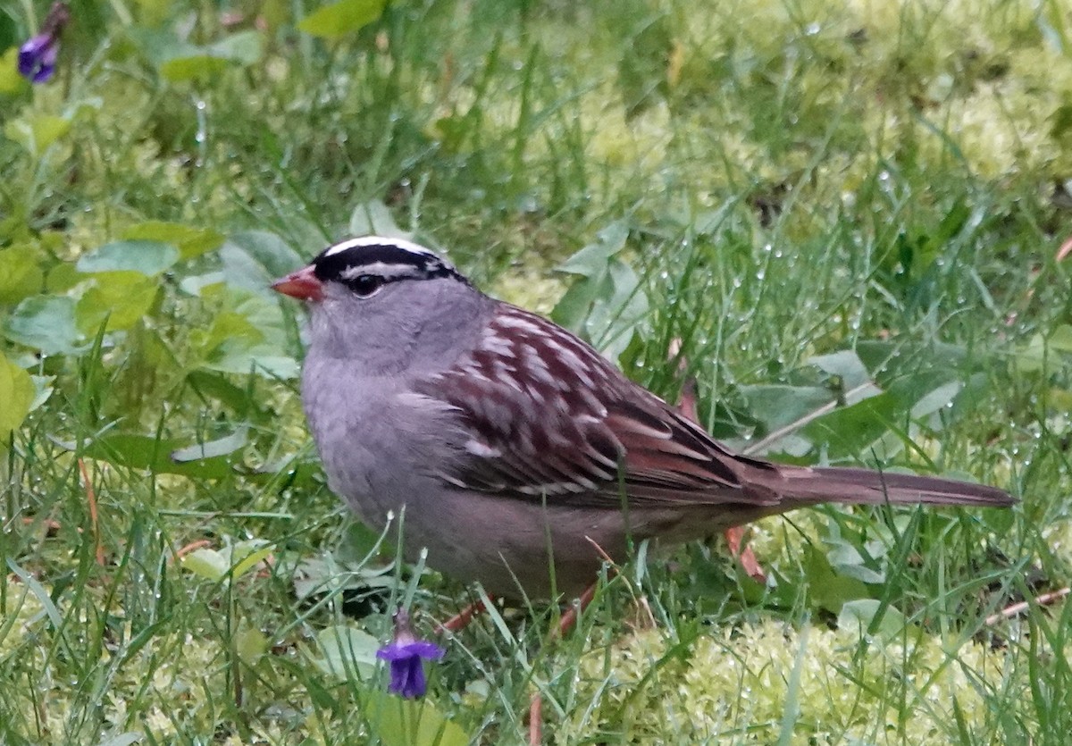 White-crowned Sparrow - ML618685987