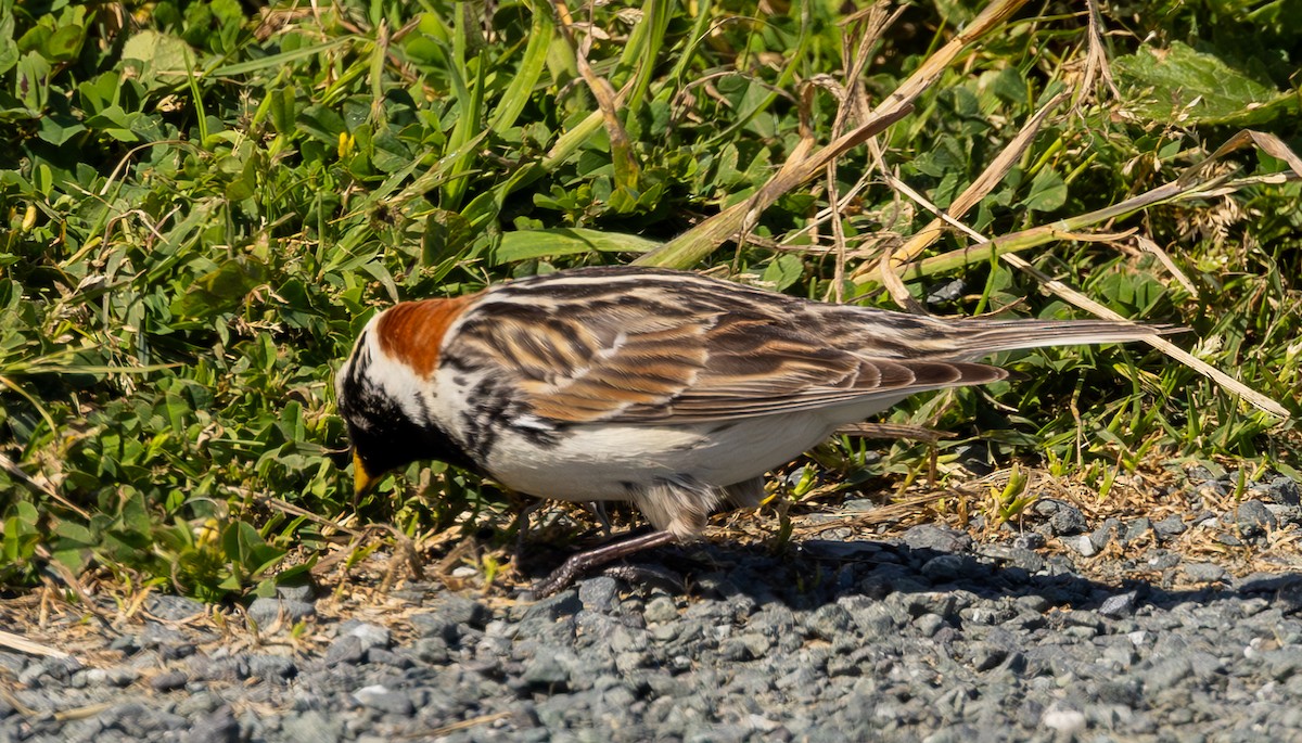 Lapland Longspur - ML618686000