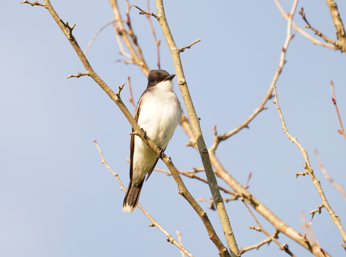 Eastern Bluebird - ML618686002