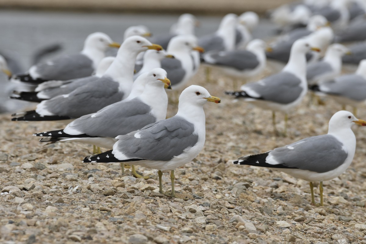 California Gull - ML618686003