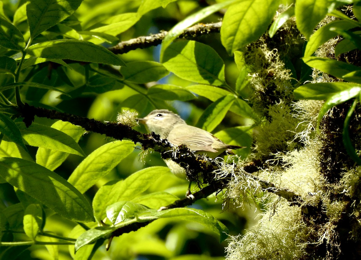 Warbling Vireo - ML618686006