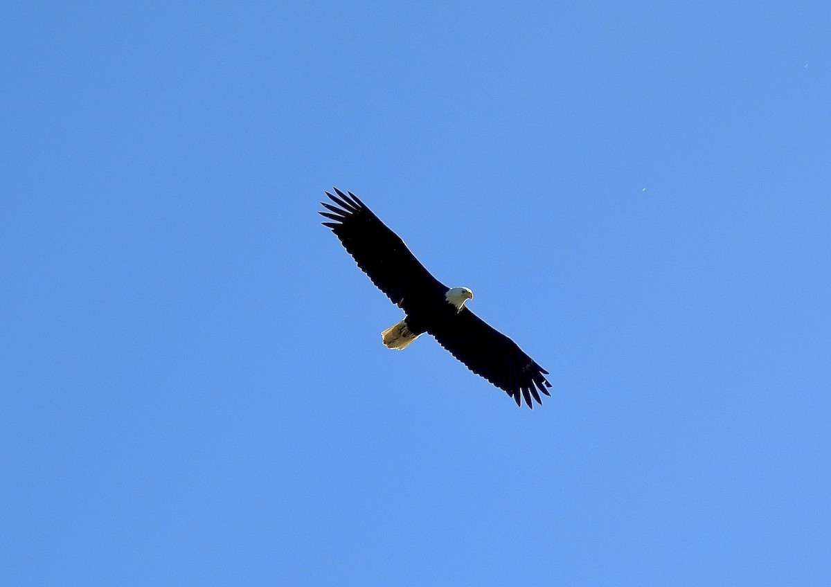 Bald Eagle - ML618686013