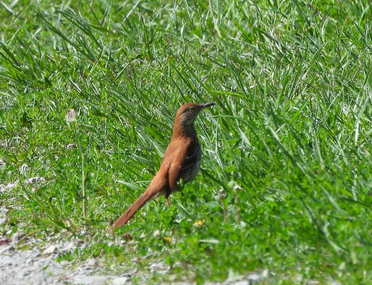 Brown Thrasher - George Ford