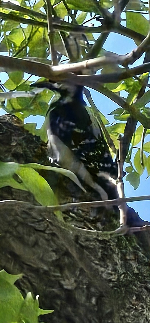 Hairy Woodpecker - ML618686028