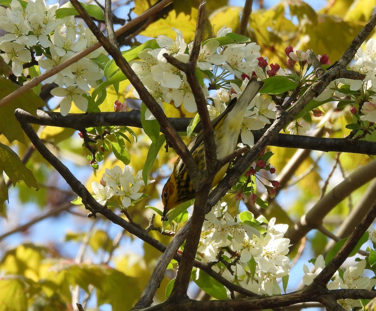 Cape May Warbler - George Ford