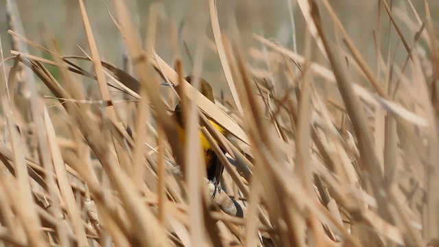 Brown-and-yellow Marshbird - ML618686055