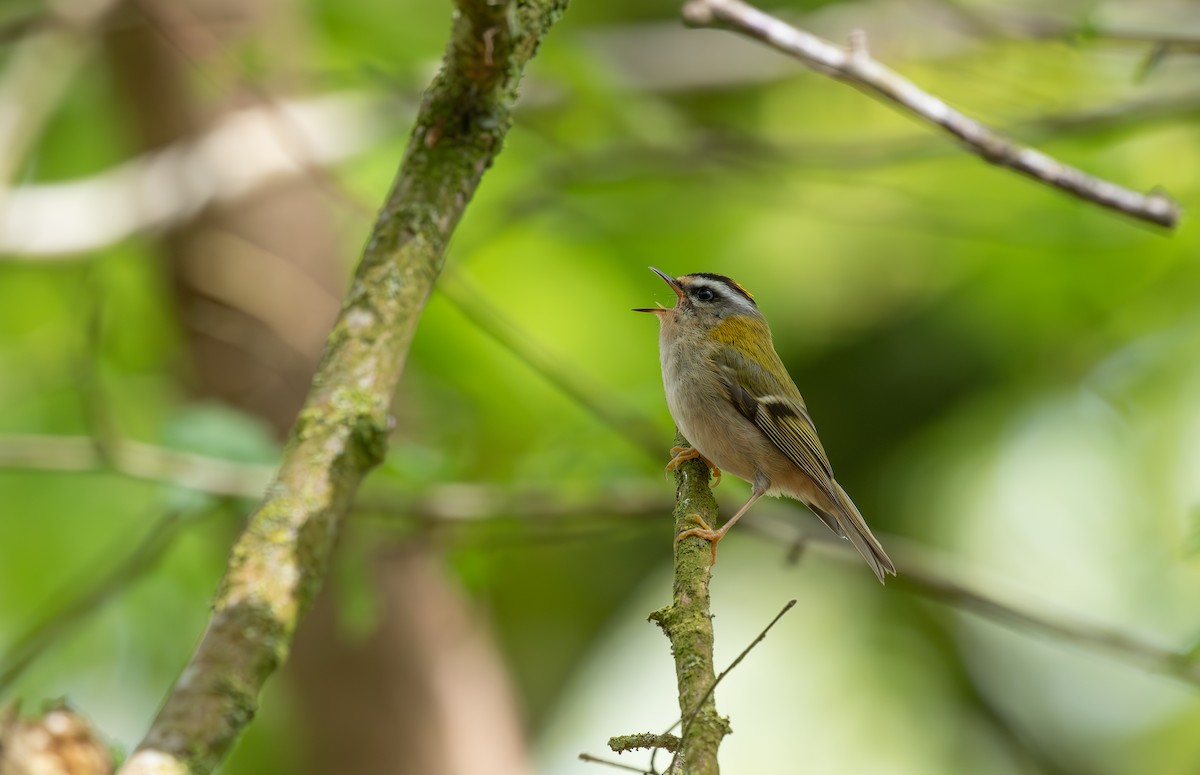 Common Firecrest - Jonathan Farooqi