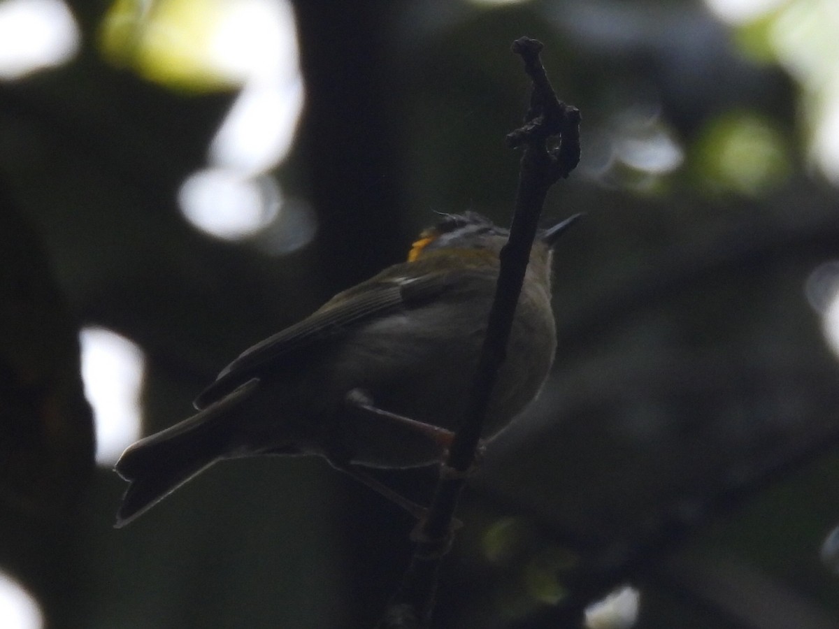 Common Firecrest - Scott Fox