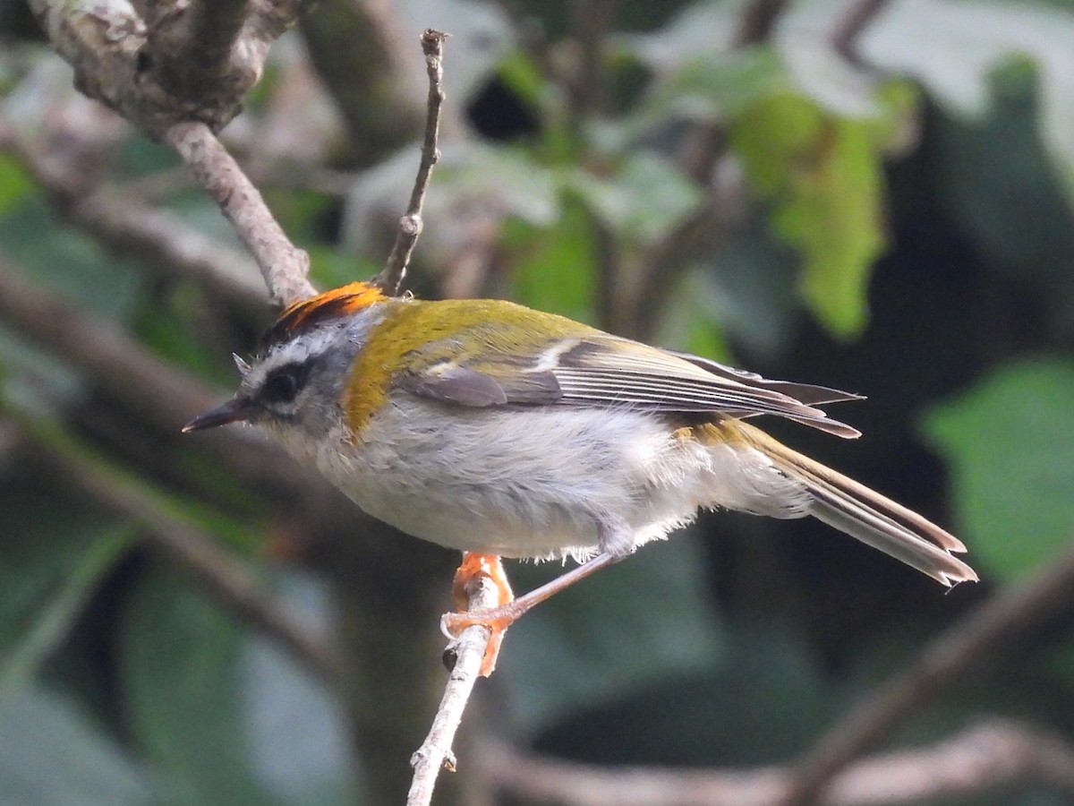 Common Firecrest - Scott Fox