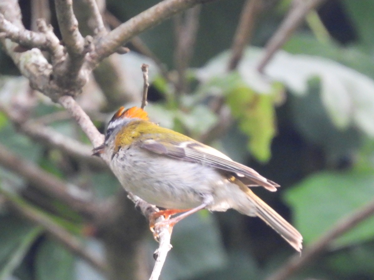 Common Firecrest - Scott Fox