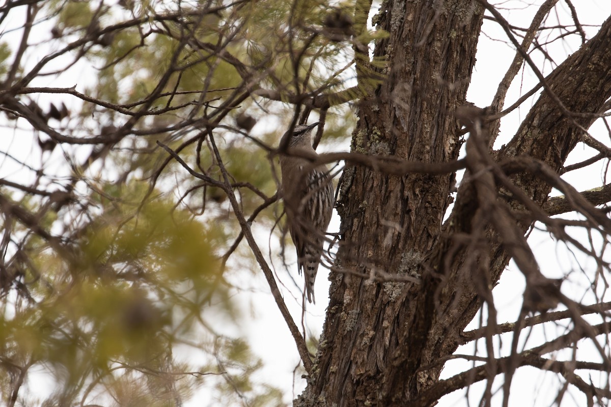 White-browed Treecreeper - JK Malkoha