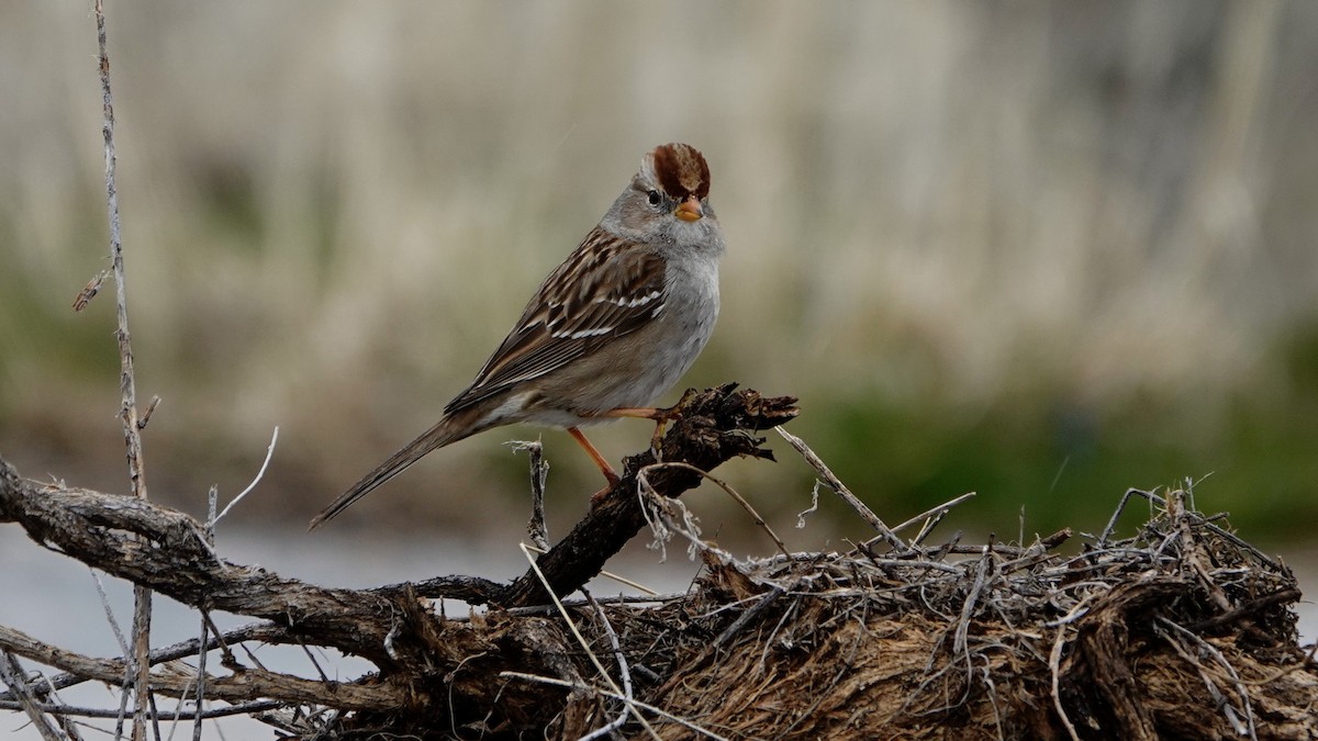 White-crowned Sparrow - ML618686136