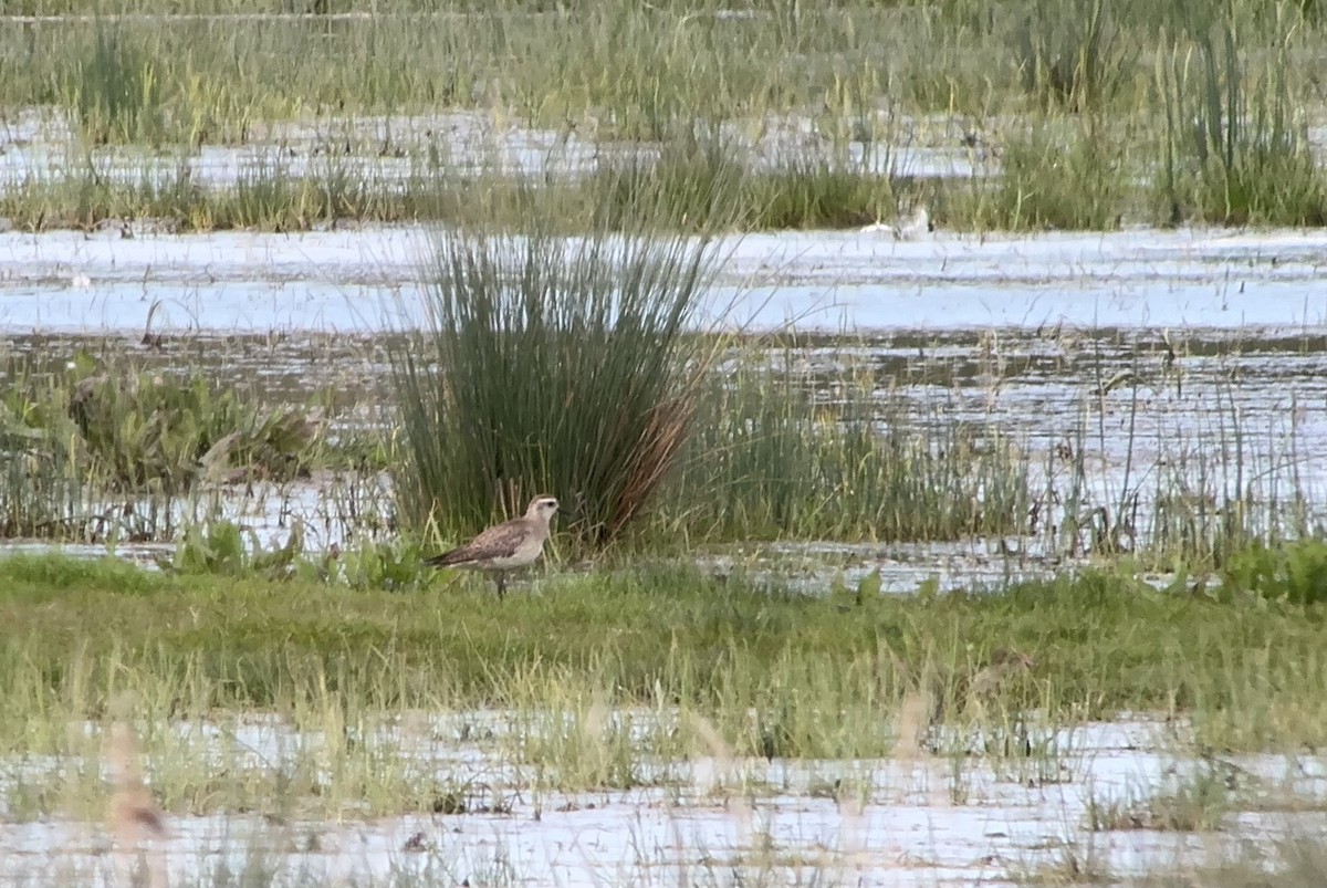 American Golden-Plover - ML618686147