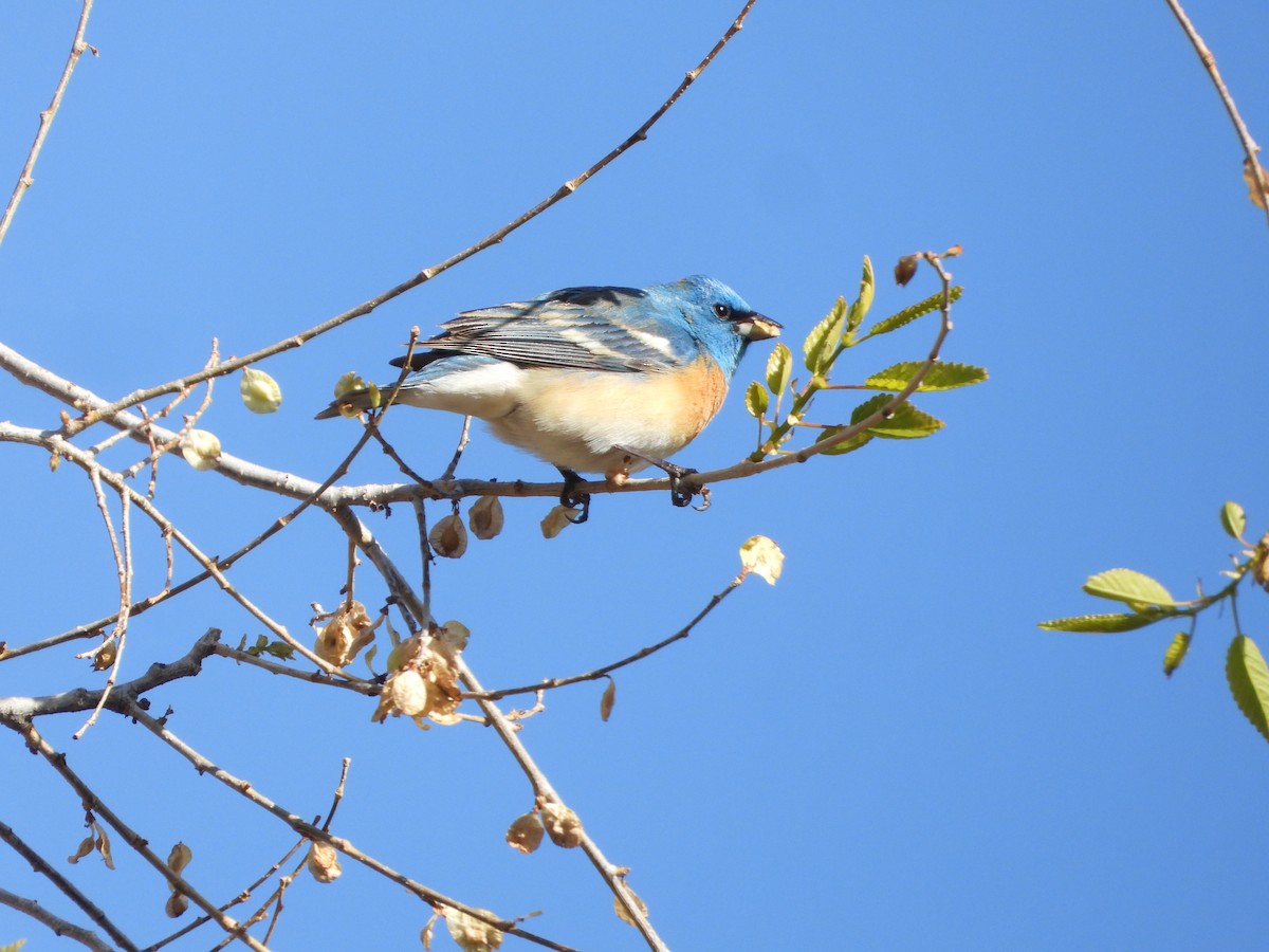 Lazuli Bunting - Cole Sage