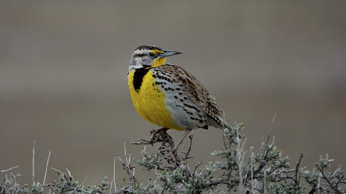 Western Meadowlark - ML618686182