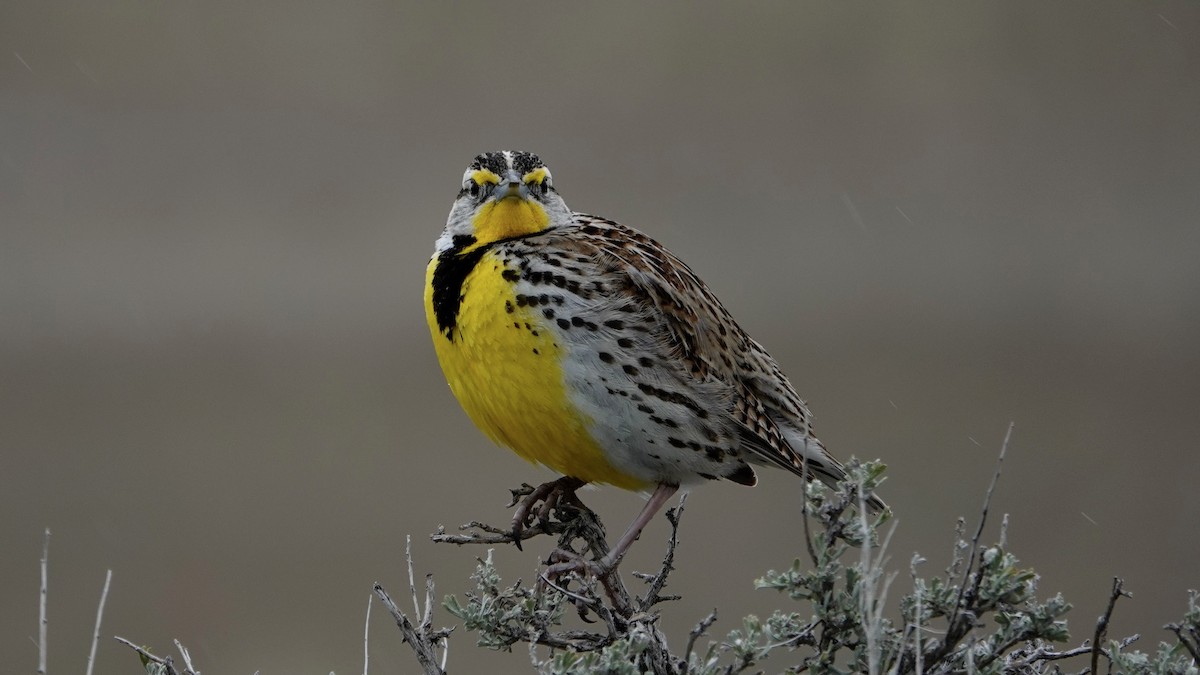 Western Meadowlark - Justus Crawford