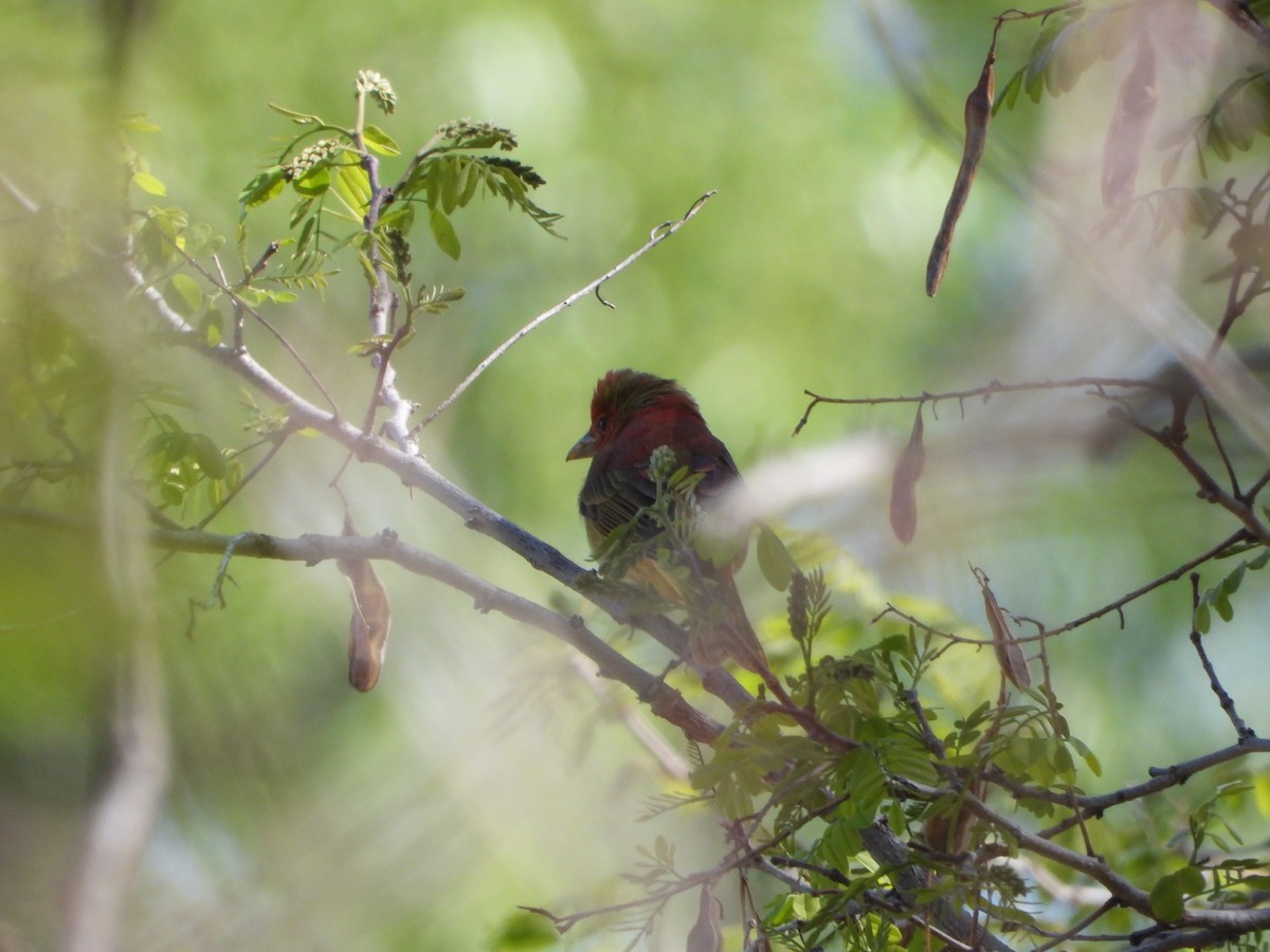 Summer Tanager - ML618686190