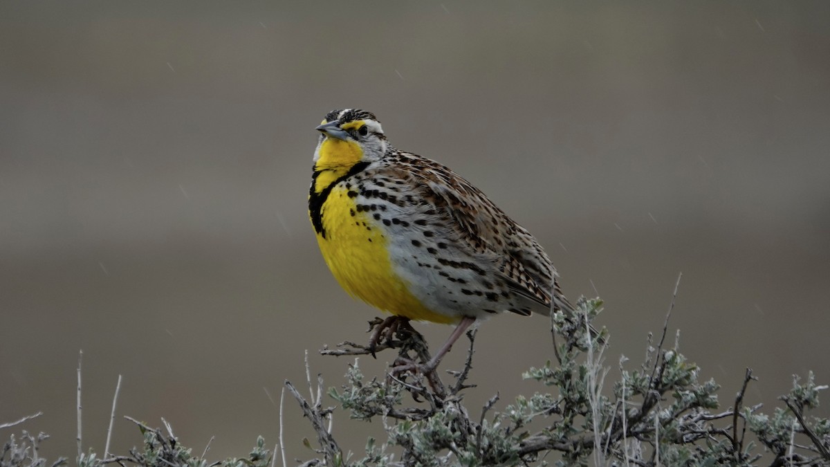 Western Meadowlark - ML618686197