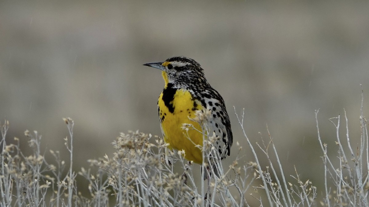 Western Meadowlark - Justus Crawford