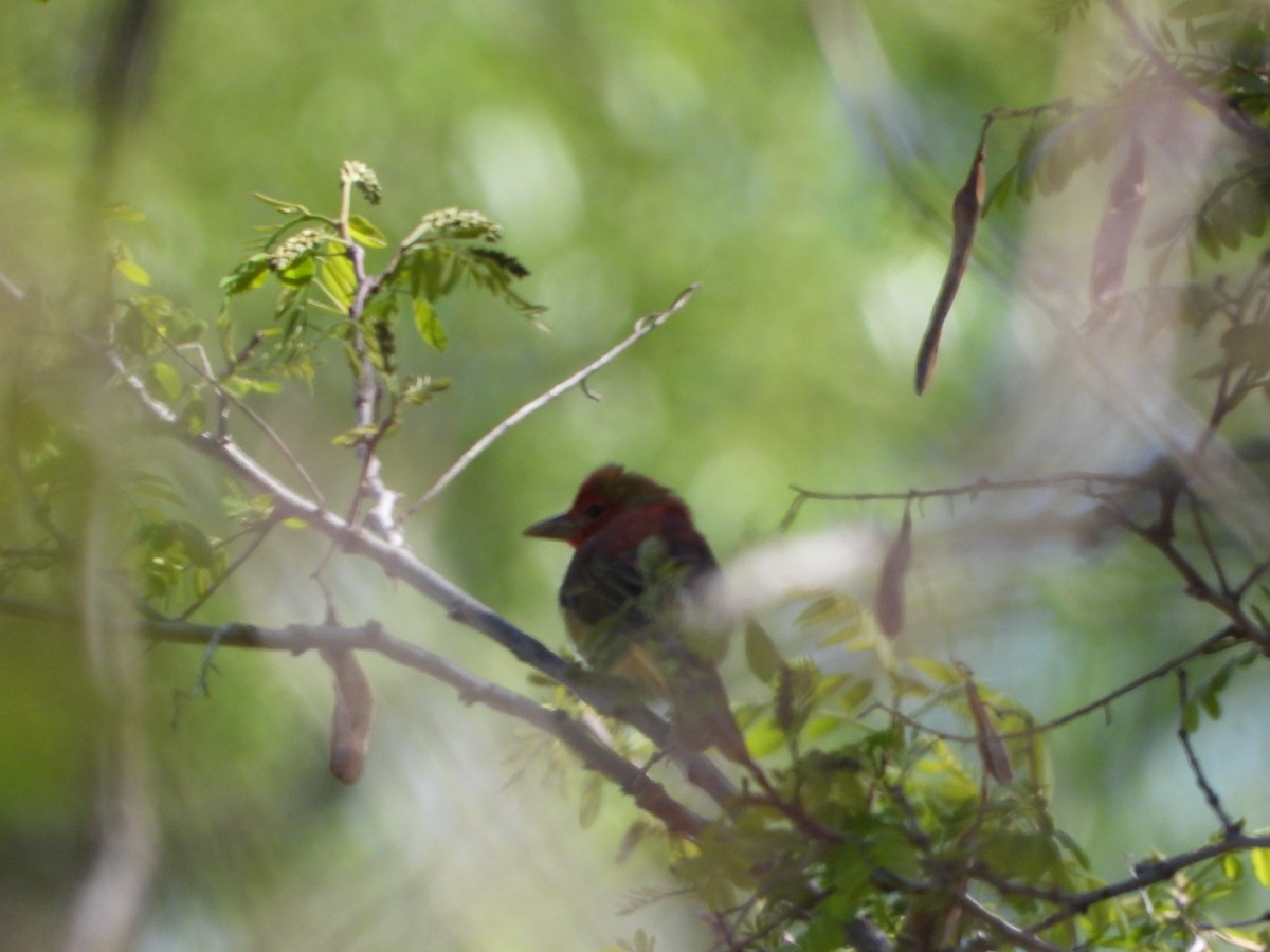 Summer Tanager - ML618686203