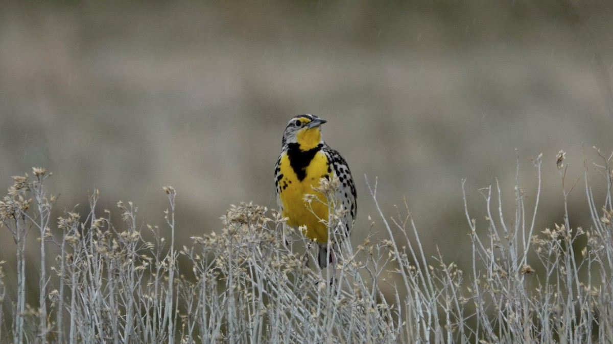 Western Meadowlark - ML618686214