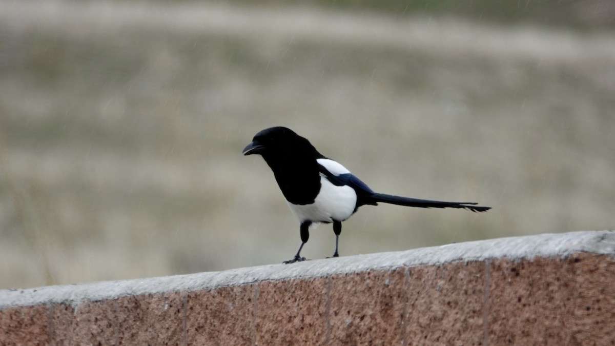 Black-billed Magpie - ML618686219