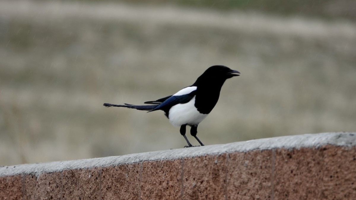 Black-billed Magpie - Justus Crawford