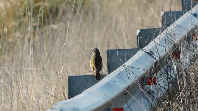 Great Pampa-Finch - ML618686249