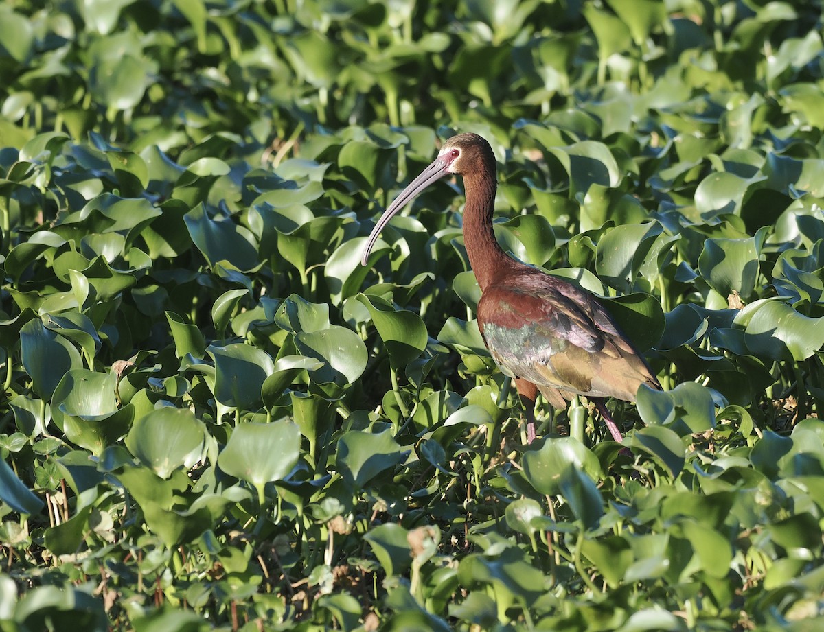 White-faced Ibis - ML618686298