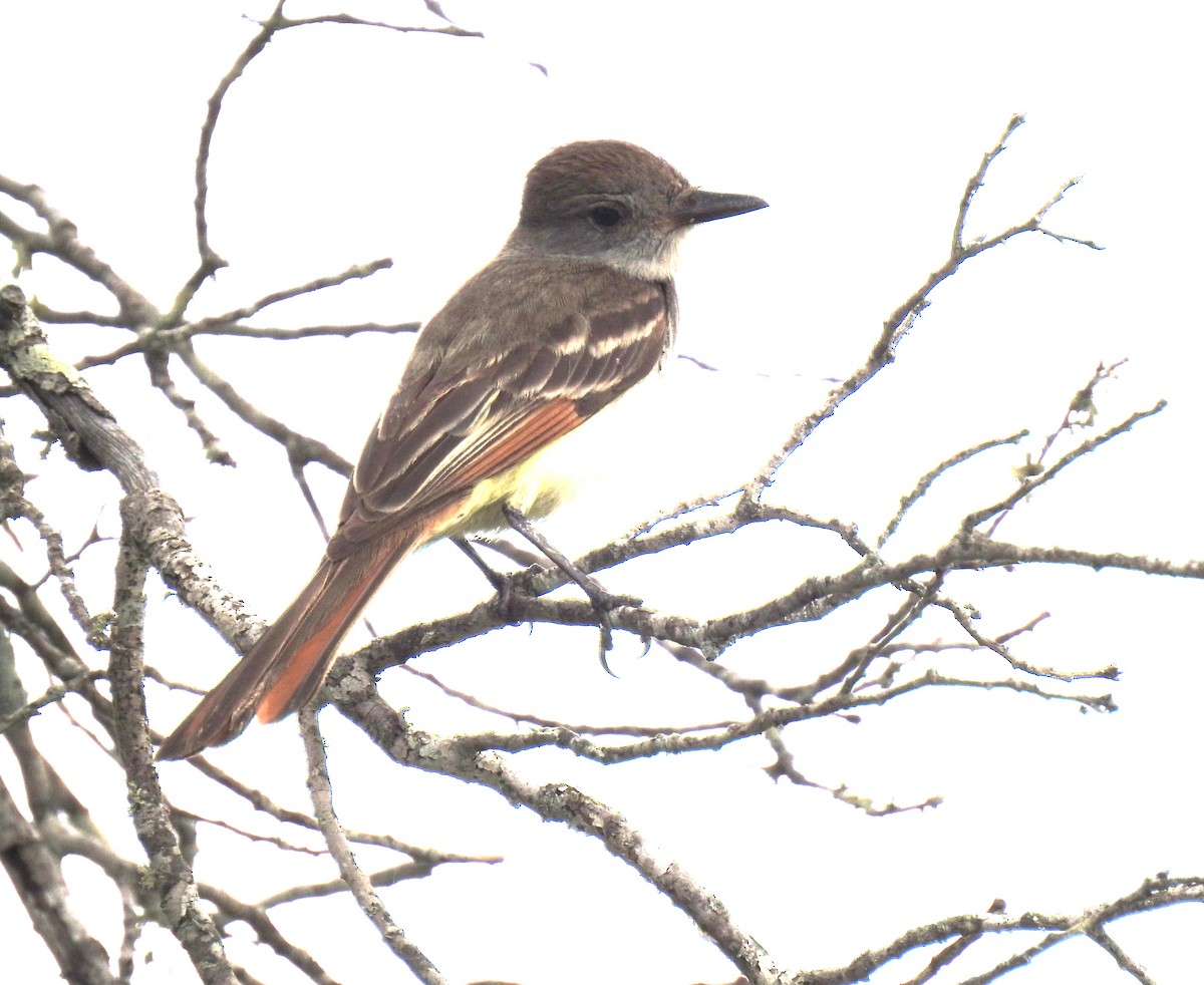 Ash-throated Flycatcher - Richard Park