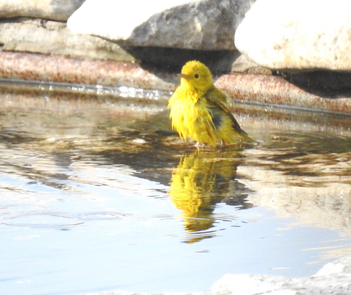 Yellow Warbler - Richard Park