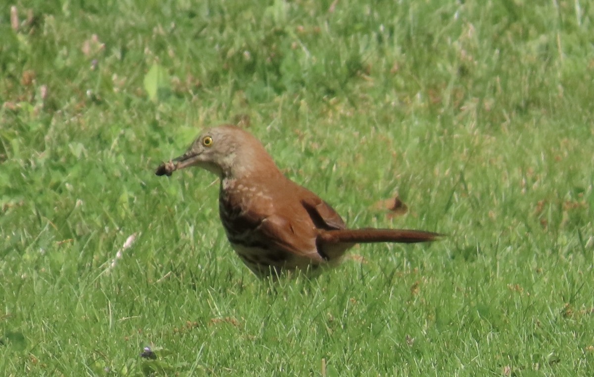 Brown Thrasher - ML618686324