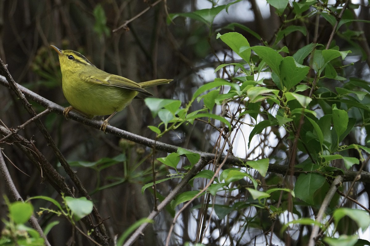 Sulphur-breasted Warbler - ML618686361