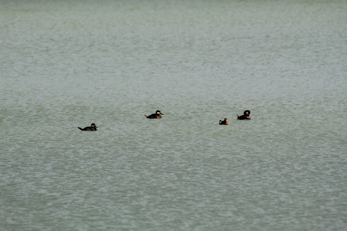 Ruddy Duck - ML618686363