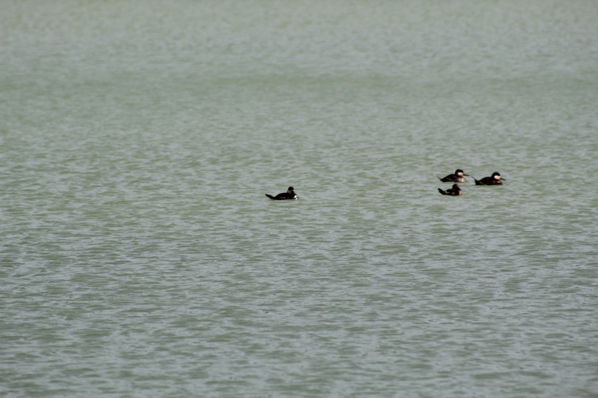 Ruddy Duck - ML618686364