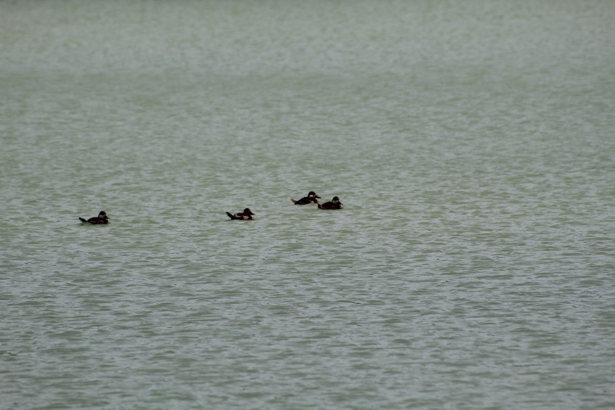 Ruddy Duck - ML618686366