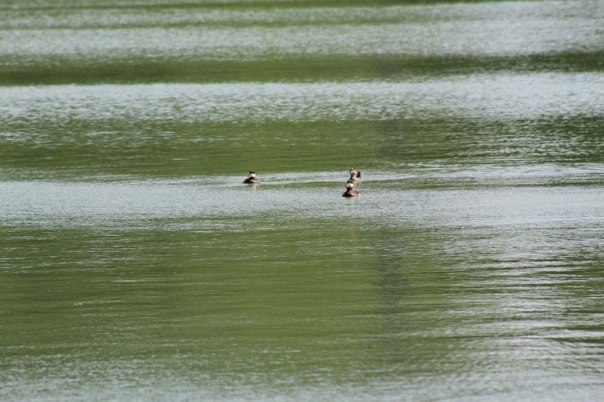 Ruddy Duck - ML618686370