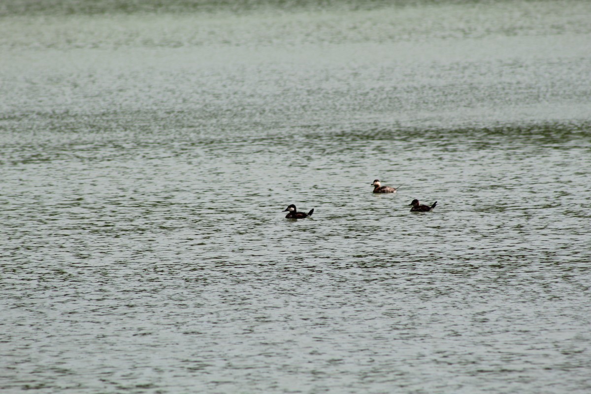 Ruddy Duck - ML618686371