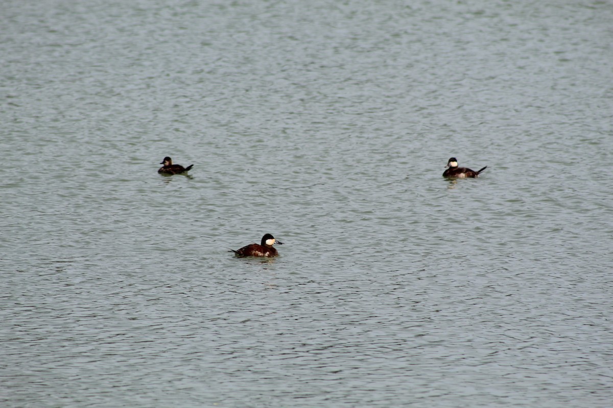 Ruddy Duck - ML618686379