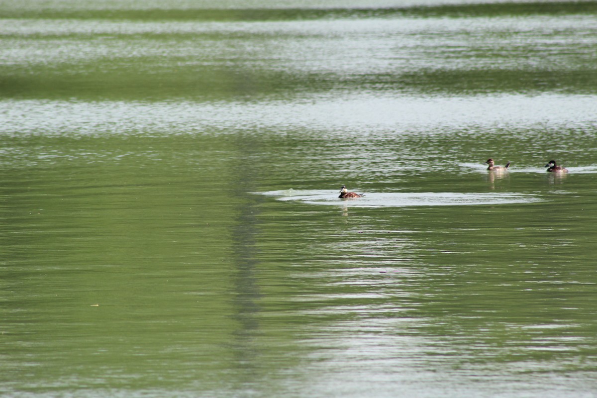 Ruddy Duck - ML618686381