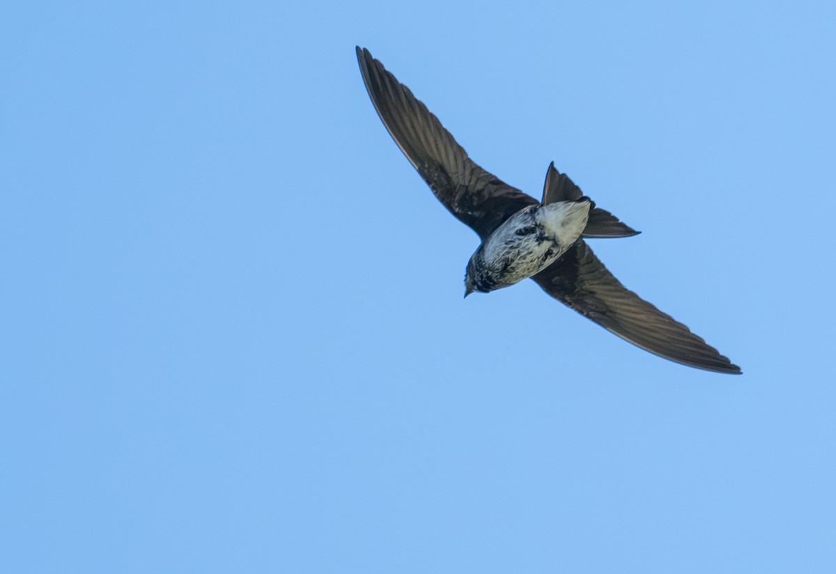 Purple Martin - Herb Elliott