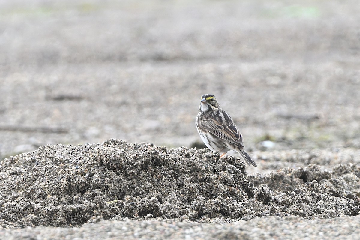 Savannah Sparrow (Savannah) - ML618686444