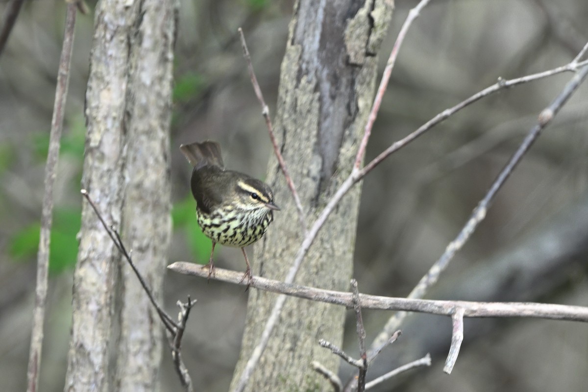 Northern Waterthrush - ML618686449