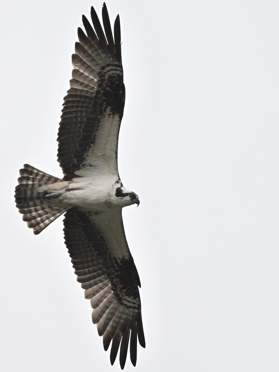 Osprey (carolinensis) - Vern Wilkins 🦉