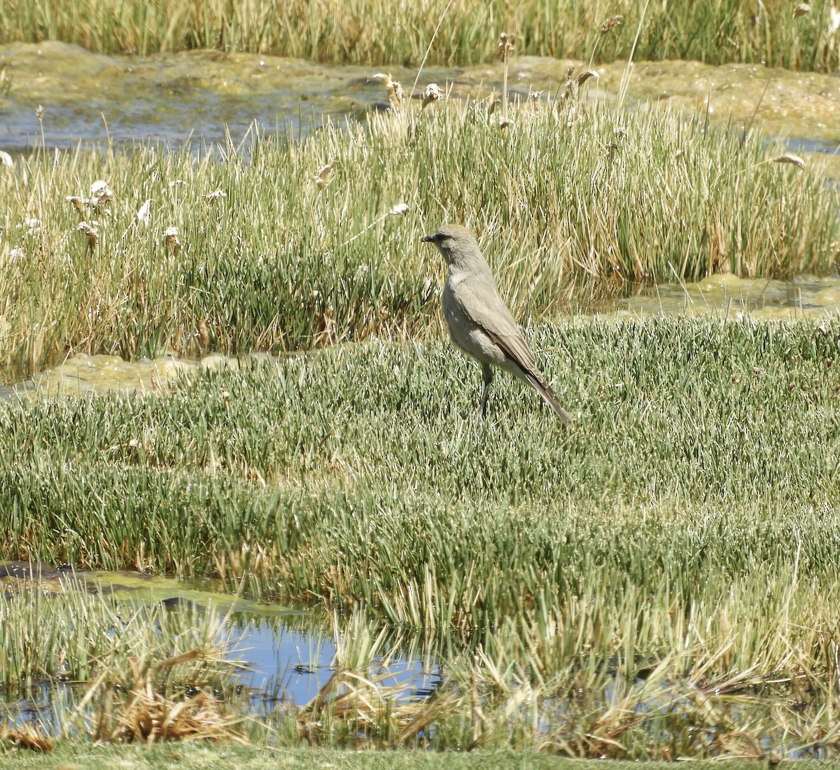 White-fronted Ground-Tyrant - ML618686477