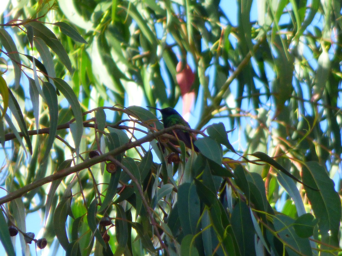 Colibrí Rutilante - ML618686483