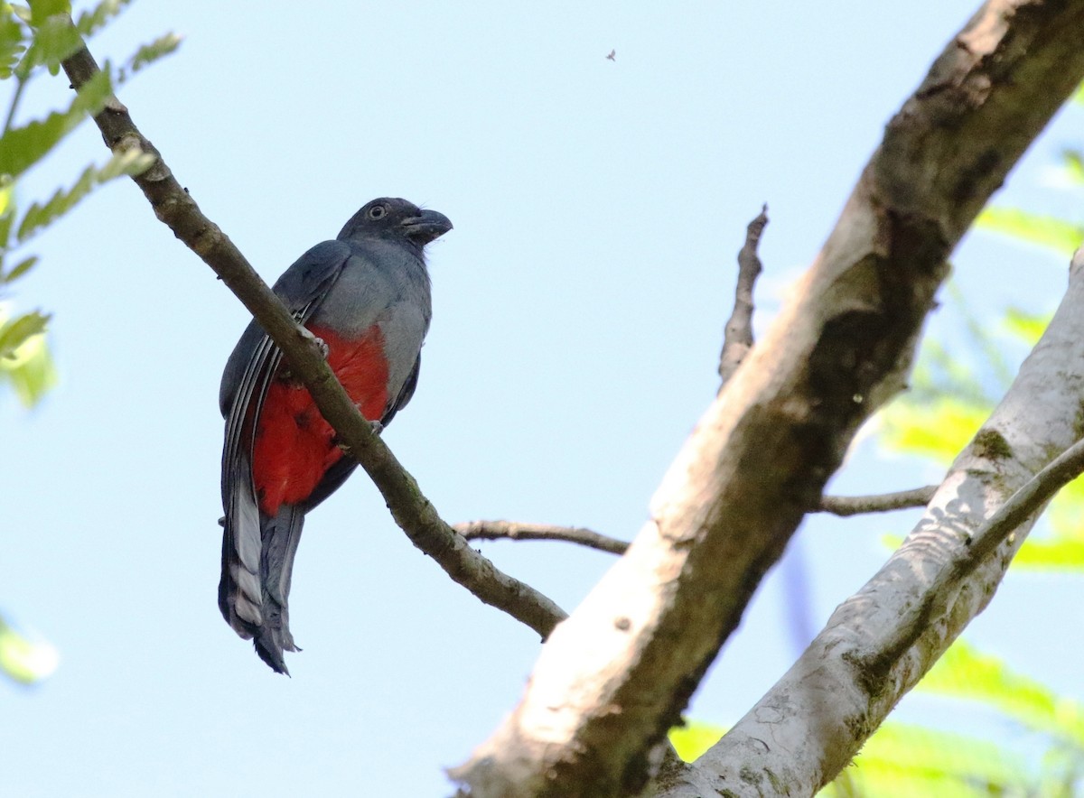 Slaty-tailed Trogon - Richard Greenhalgh