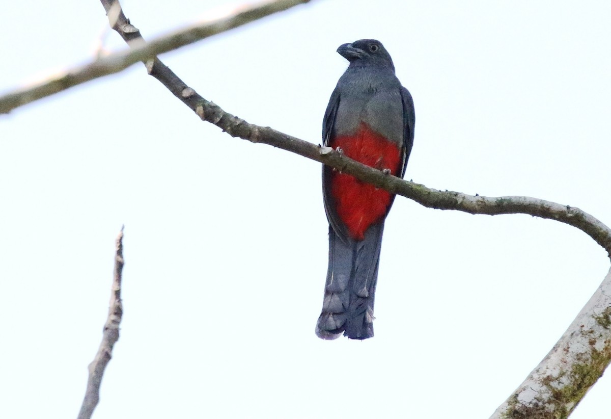 Slaty-tailed Trogon - Richard Greenhalgh