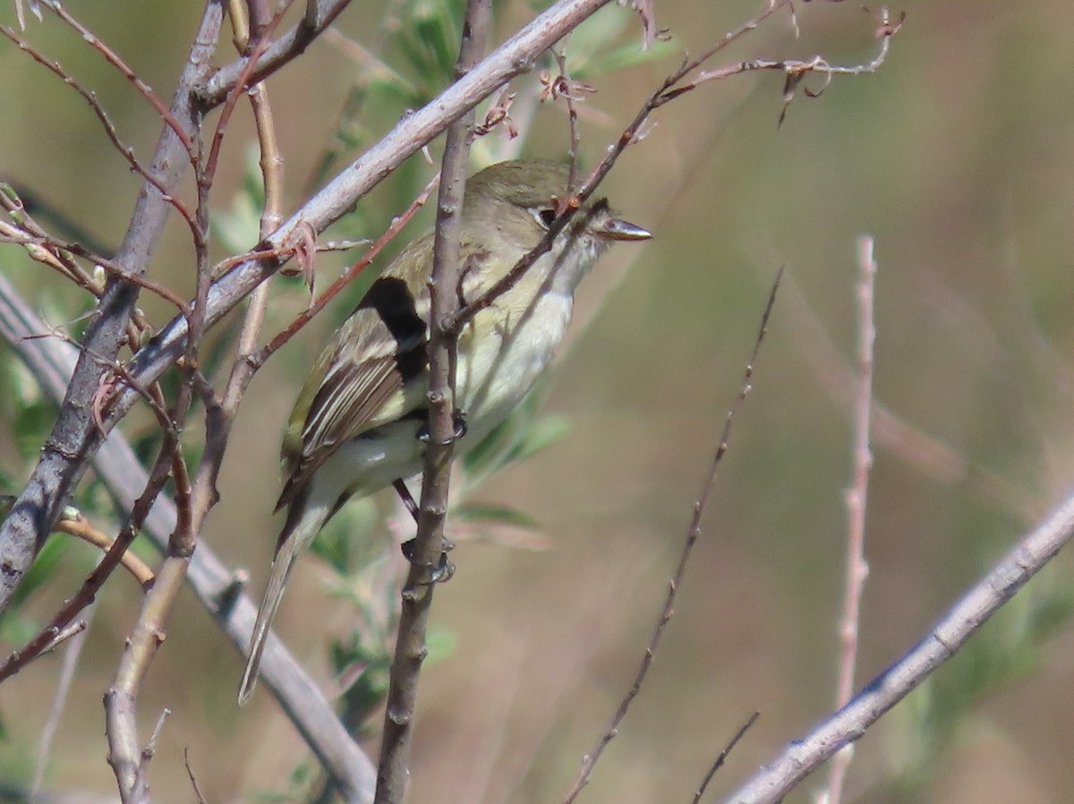 Least Flycatcher - ML618686504