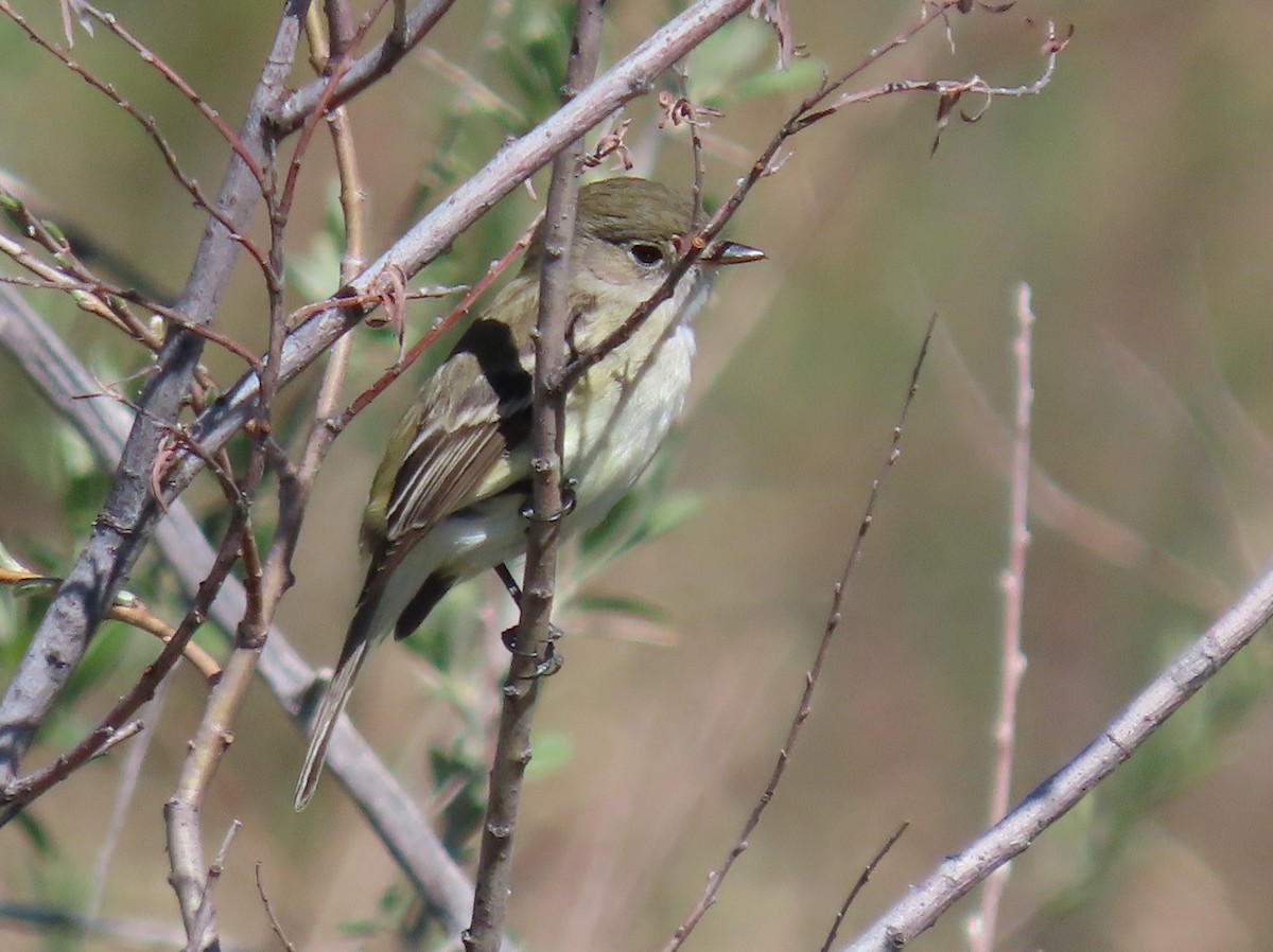 Least Flycatcher - ML618686505